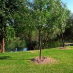 Llevan a cabo programa de reforestación urbana