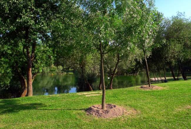 Llevan a cabo programa de reforestación urbana
