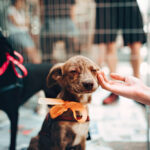Promueven campañas de adopción responsable de mascotas