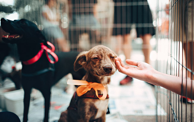 Promueven campañas de adopción responsable de mascotas